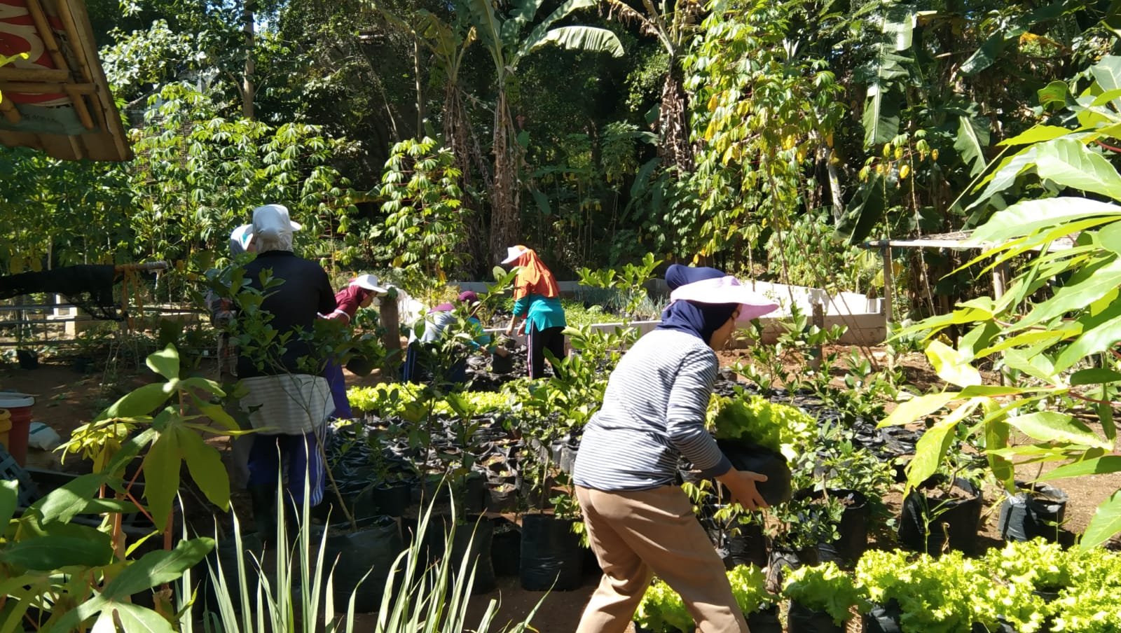 Menyiram Sayuran